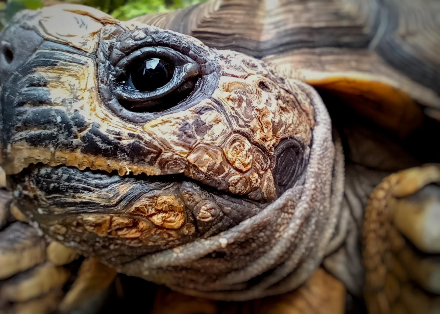 Cinco trucos para tomarle fotografías a tus mascotas desde casa