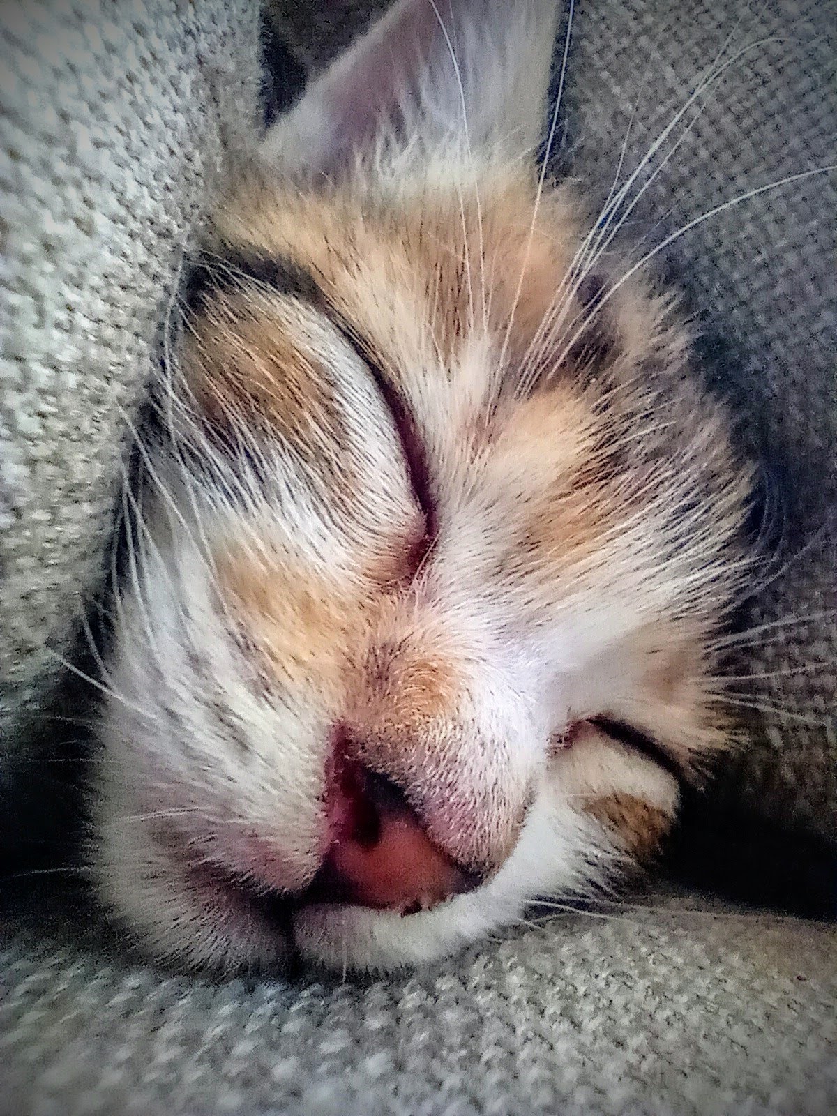 Cinco trucos para tomarle fotografías a tus mascotas desde casa