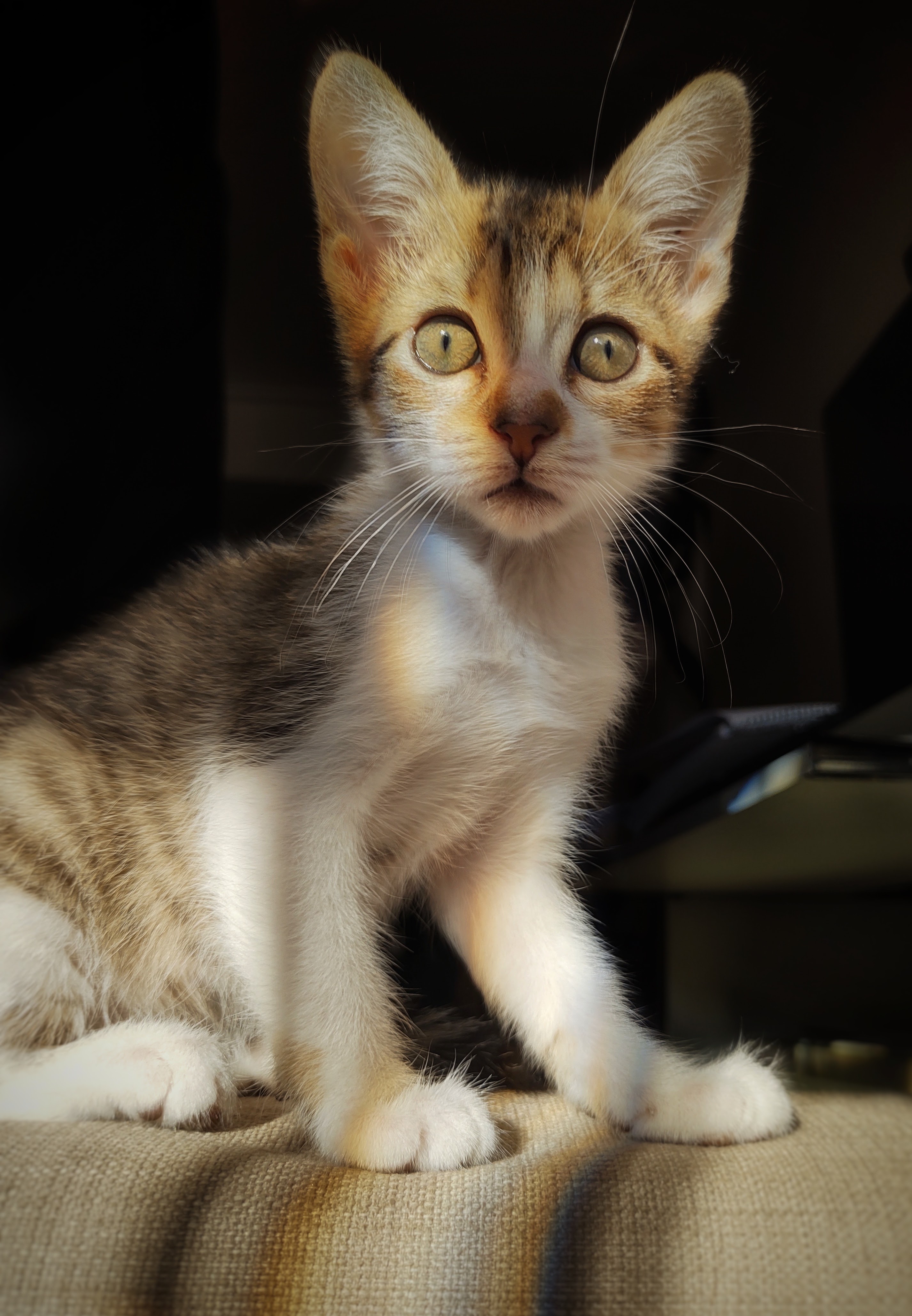 Cinco trucos para tomarle fotografías a tus mascotas desde casa