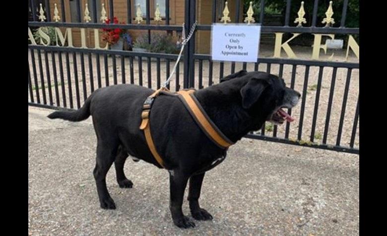 VIRAL: Abandonan a perrito anciano “por no aprender a ser bueno”