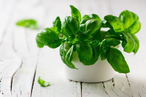 Las mejores plantas para eliminar insectos.