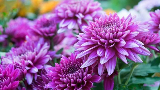 Las mejores plantas para eliminar insectos.