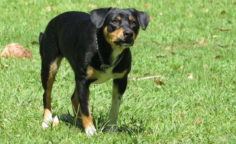 Niño arriesga la vida para salvar a su hermana del letal ataque de un perro