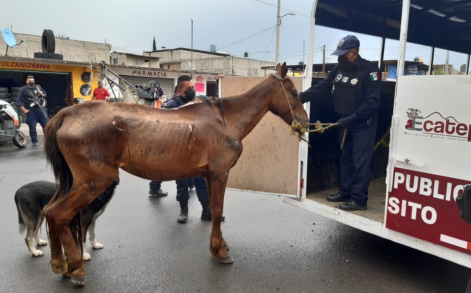 Rescatan a yegua con desnutrición y maltrato en Ecatepec