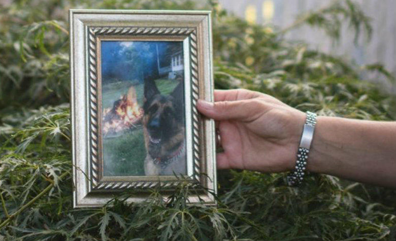 Fallece Buddy, el primer perrito en dar positivo al COVID-19