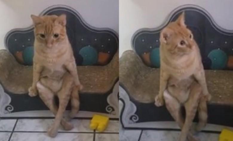 VIDEO: Gato se sienta como un humano y causa ternura en redes sociales