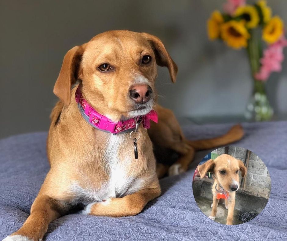 Perrita Frida, de haber sido abandonada en Tenango a vivir el 'sueño americano'