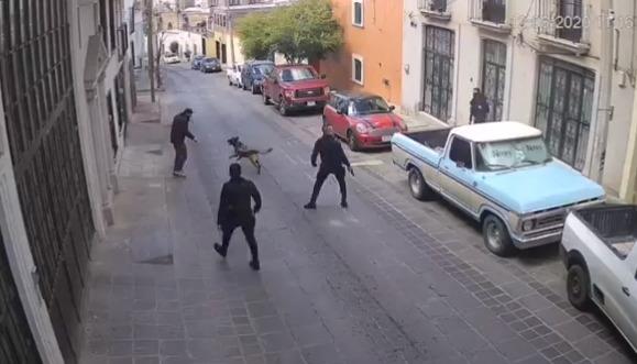 VIDEO: Apuñalan a perrito policia mientras cumplía con su deber