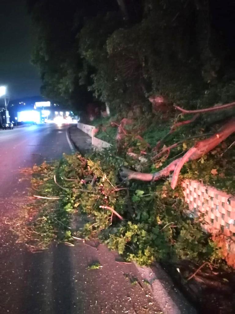 En Acapulco lluvías provocan caída de árboles y deslaves