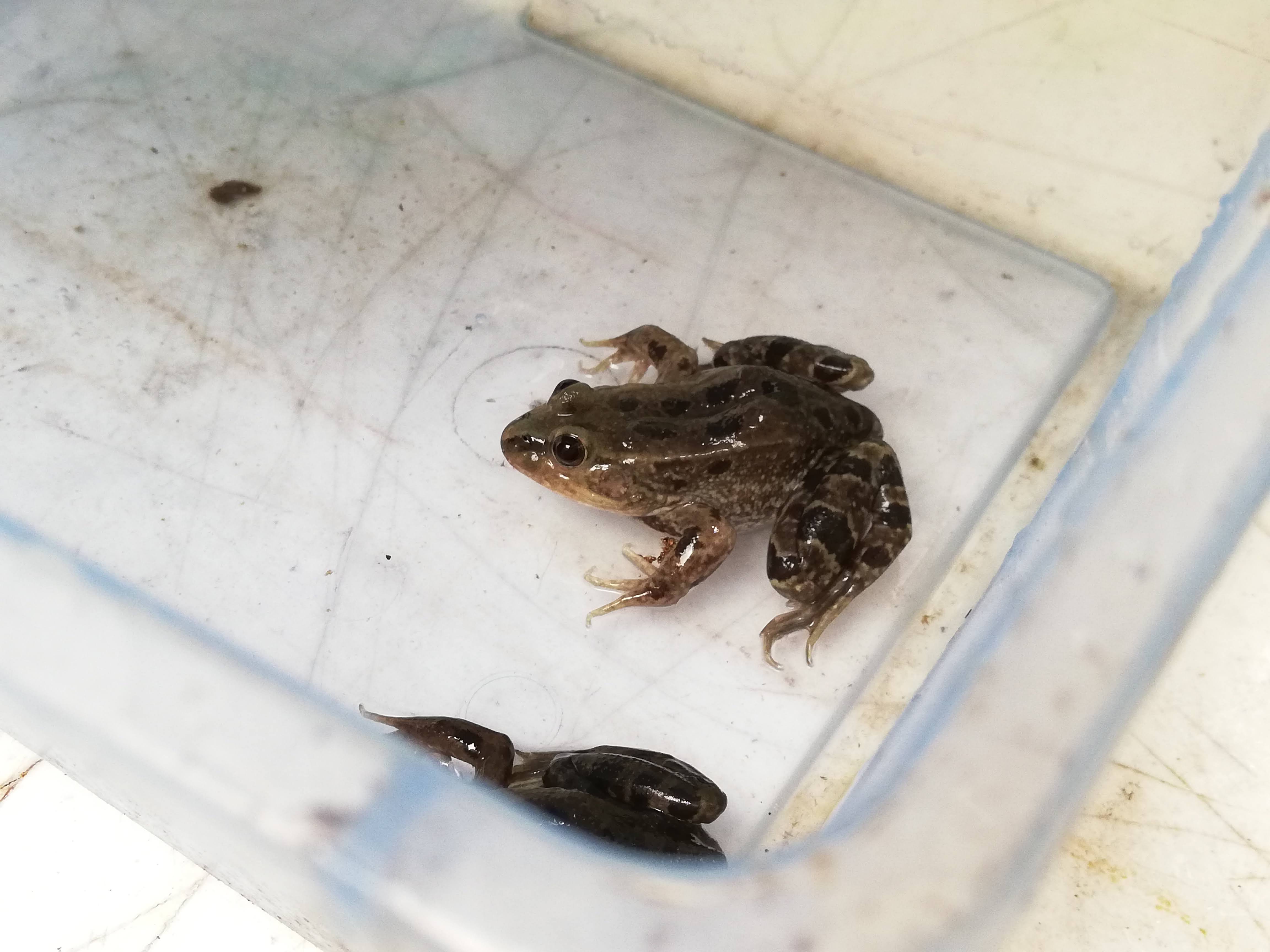 Rana Leopardo Patas Grandes, especie de Guanajuato en peligro de extinción Telediario México Rana Leopardo Patas Grandes, especie de Guanajuato en peligro de extinción Telediario México