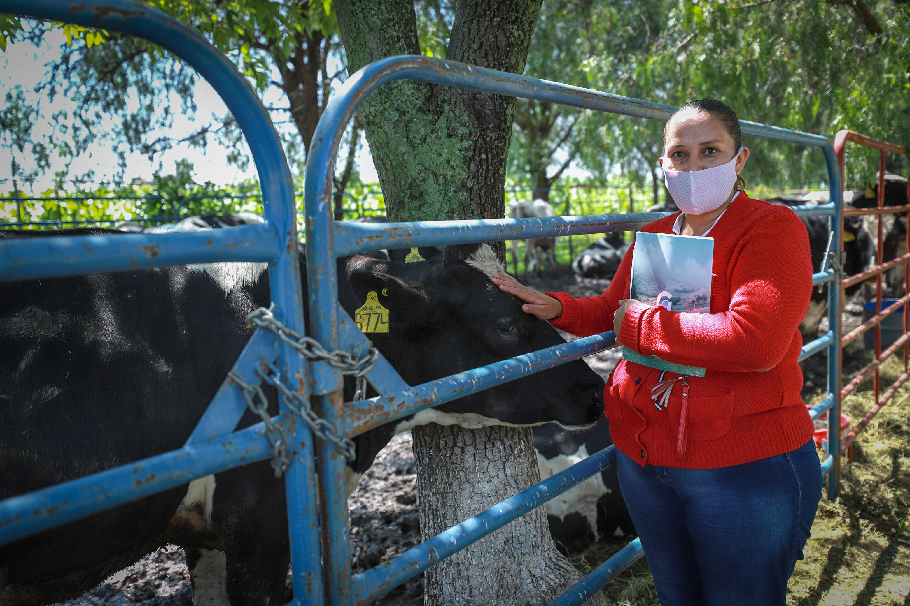 Apoya León a ganaderos con entrega de vaquillas