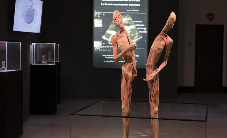 ‘Bodies’: Exhiben efectos de COVID-19 sobre cuerpos humanos reales