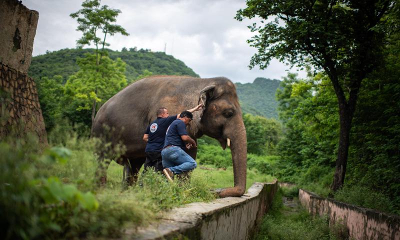 Elefante consigue su libertad tras 35 años encerrado, estaba triste y solitario