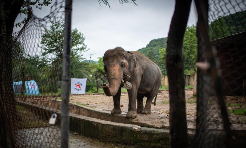 Elefante consigue su libertad tras 35 años encerrado, estaba triste y solitario