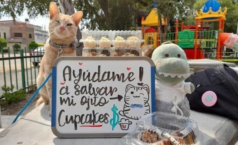 Gatito vende cupcakes para pagar operación y salvar su ojo  
 