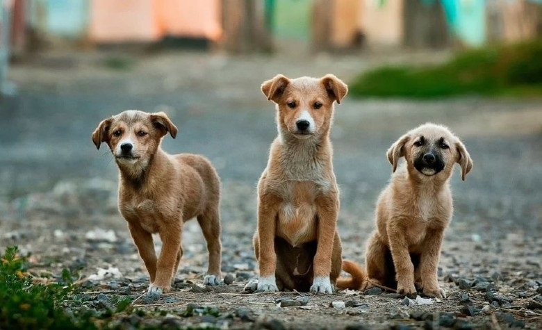 Policías de la SSC podrán entrar a los domicilios a rescatar animales maltratados