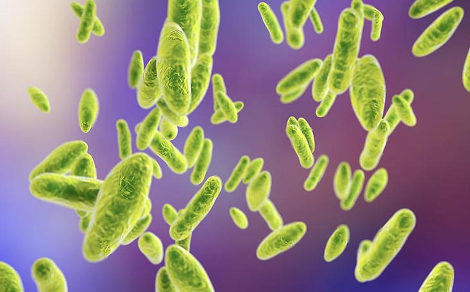 Nuevo brote bacteriano de brucelosis en China; se contagia en alimentos o al respirarlo