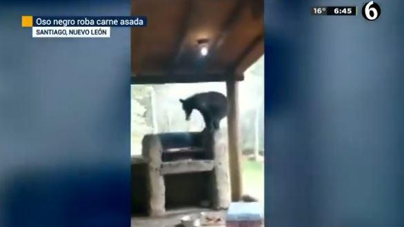 Oso roba carne asada a una familia de Nuevo León