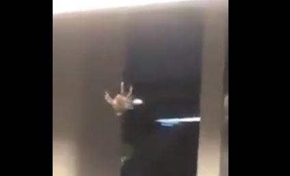 Graban a araña gigante columpiándose en estación Constitución de 1917 del Metro