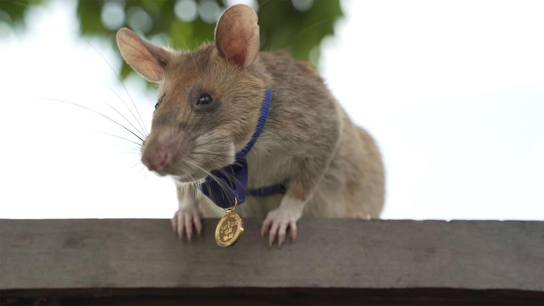 Condecoran a rata con medalla de oro por detectar minas y salvar vidas humanas