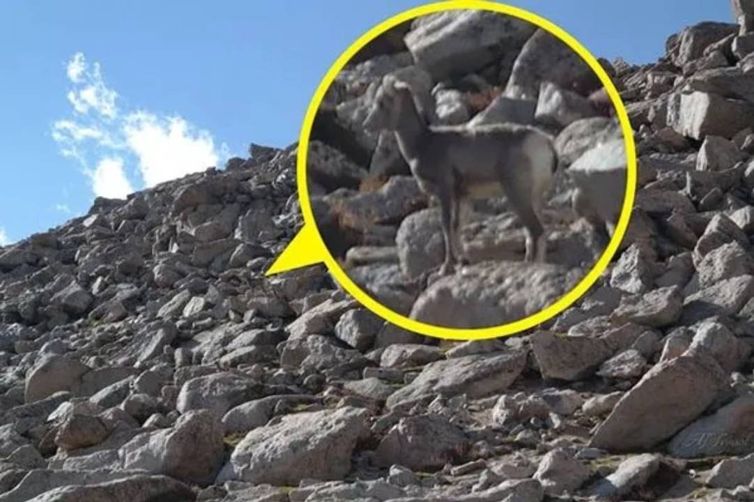 Reto Visual: Encuentra el borrego cimarrón