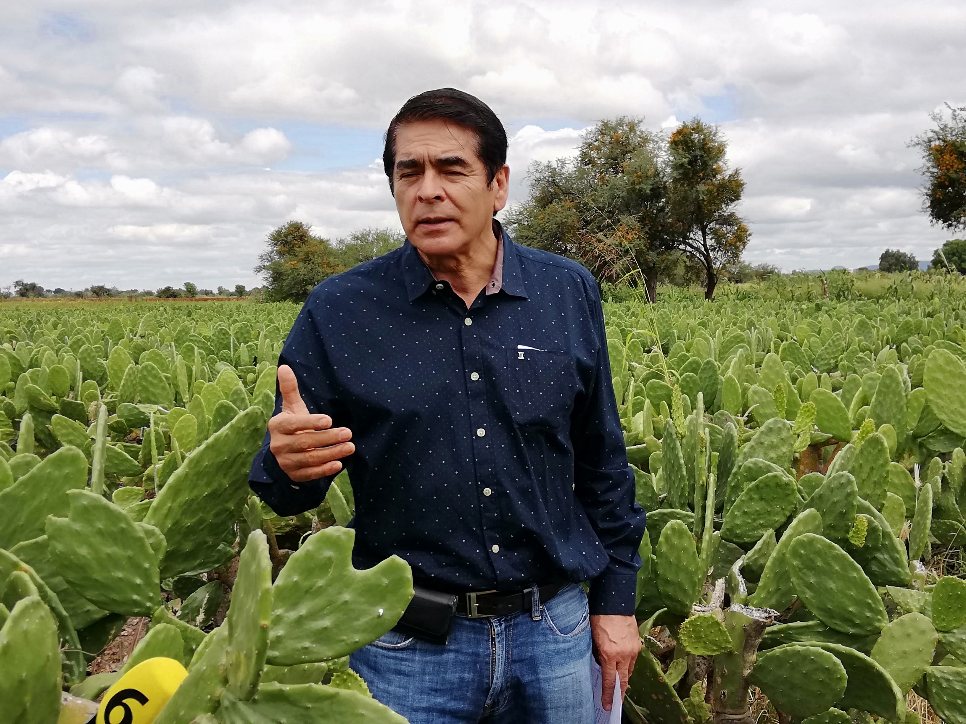 De Valtierrilla para el mundo; Nopales de exportación