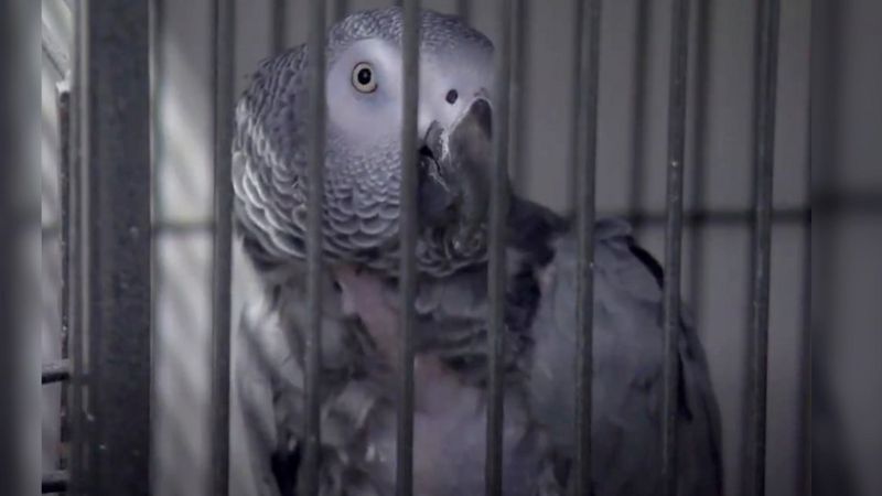Separan a cinco loros que decían groserías a visitantes y cuidadores del zoológico