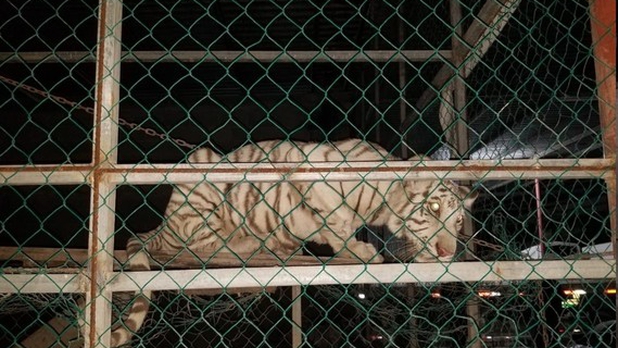 Aseguran 46 vehículos de lujo y colección, dos tigres de bengala y aves exóticas en Matamoros