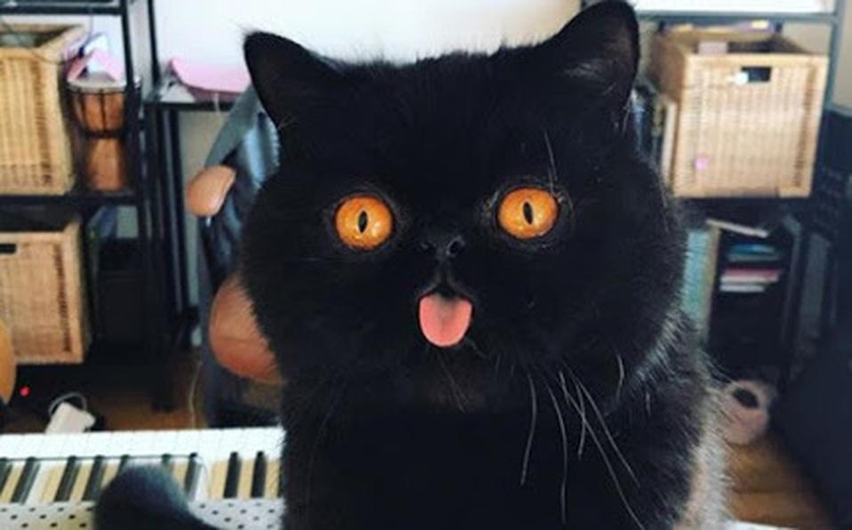 Gatito aterroriza y conquista las redes con sus ojos de color naranja