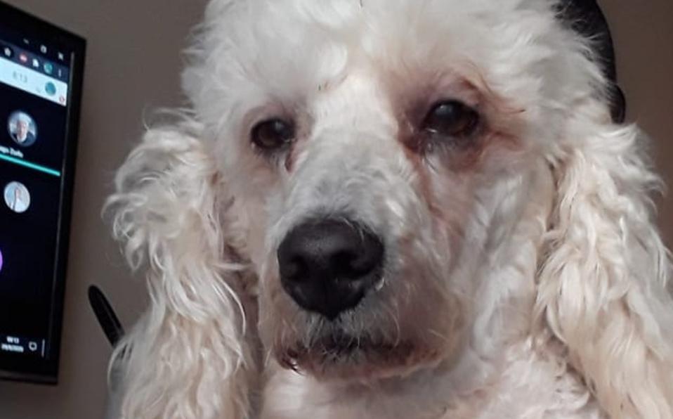 Perrito se desvela con su dueña hasta que ella termine la tarea y se hace viral