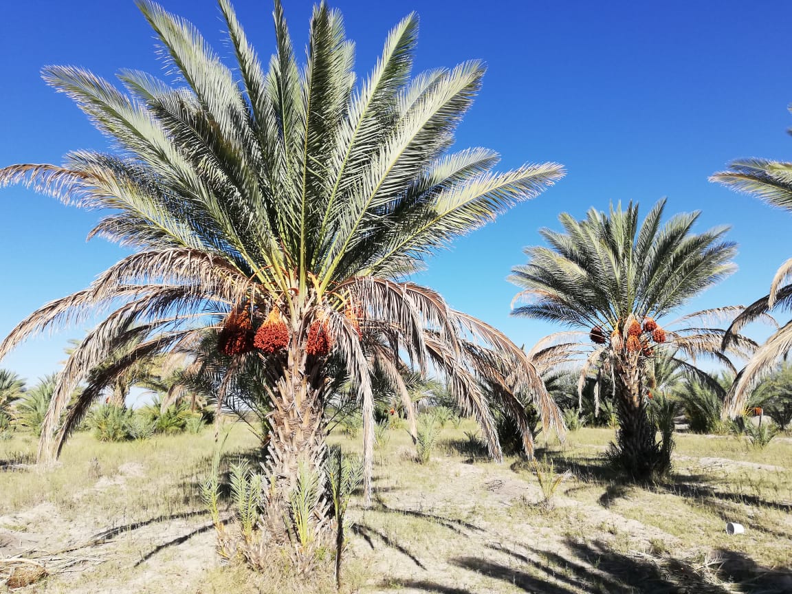 ¡El dátil! Uno de los frutos más deliciosos, se encuentra en la Comarca ...