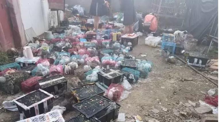 Descubren cinco mil perros y gatos muertos en un servicio de paquetería en China
