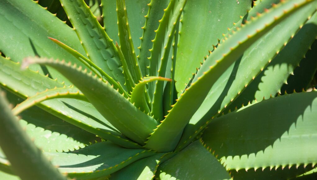 Cinco plantas que pueden limpiar hasta toxinas del aire en ambientes cerrados
