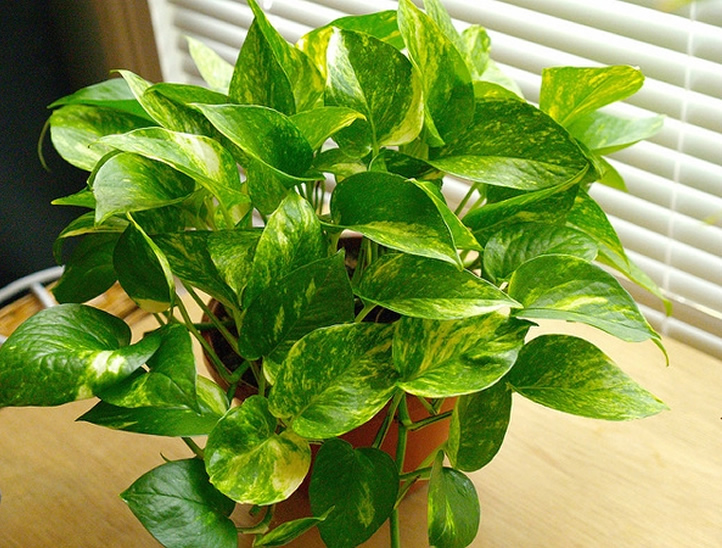 Cinco plantas que pueden limpiar hasta toxinas del aire en ambientes cerrados