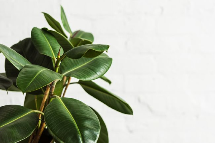 Cinco plantas que pueden limpiar hasta toxinas del aire en ambientes cerrados