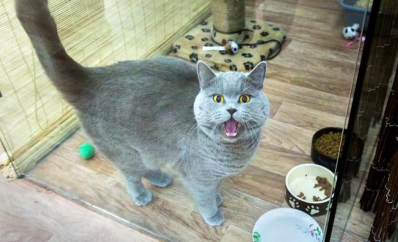 Mujer pone en venta a su gato en 130 mil dólares, asegura que puede “cumplir deseos”