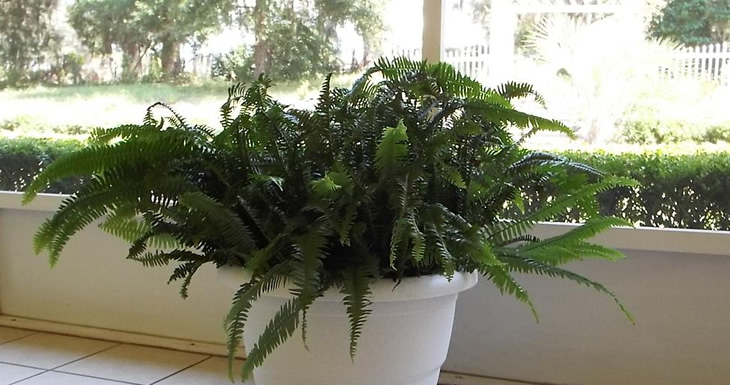 Cinco plantas que pueden limpiar hasta toxinas del aire en ambientes cerrados