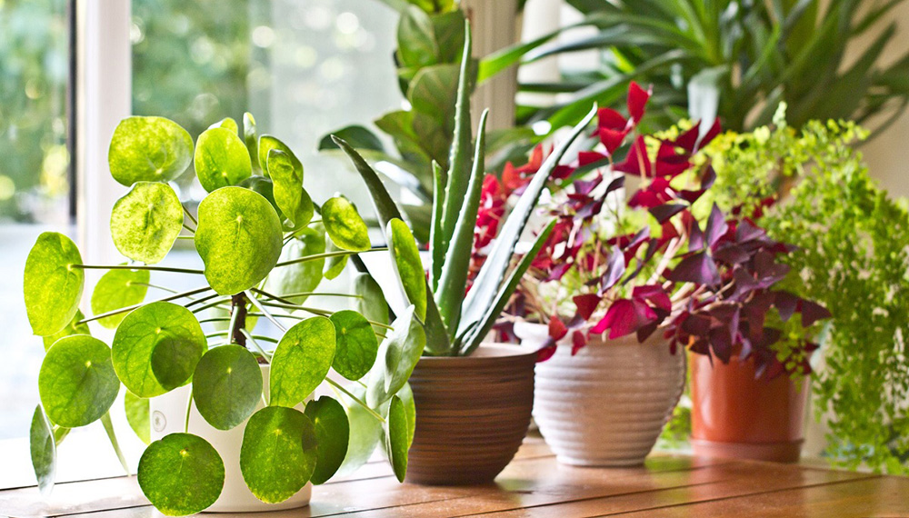 Cinco plantas que pueden limpiar hasta toxinas del aire en ambientes cerrados