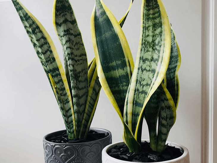 Cinco plantas que pueden limpiar hasta toxinas del aire en ambientes cerrados