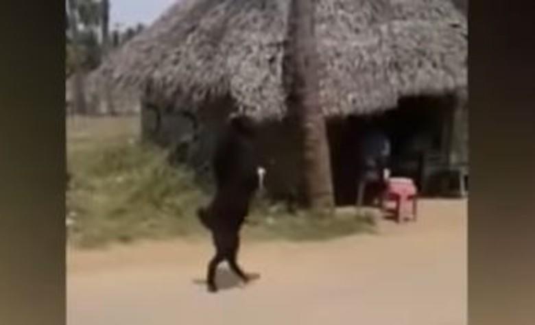 Cabra ‘endiablada’ camina en dos patas y genera terror en un pueblo