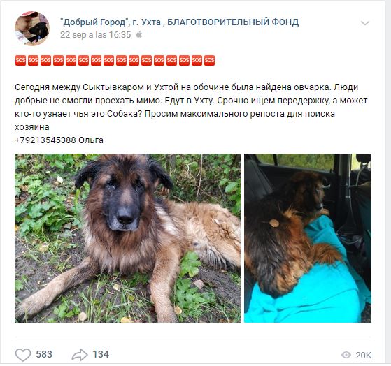 Perrito sobrevive tras ser sacrificado y escapa de su tumba para buscar a sus dueños