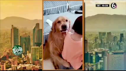 Golden retriever protege a una niña quien llora por ser regañada por su madre