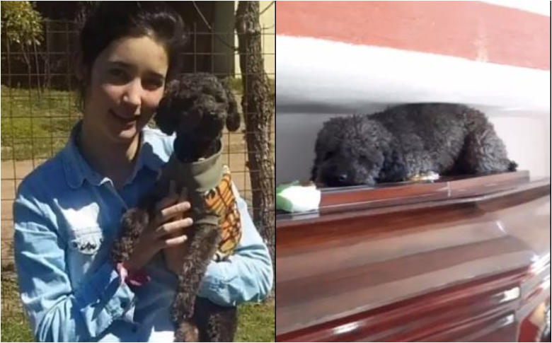Perrito aún no olvida a su dueña y la visita en el cementerio