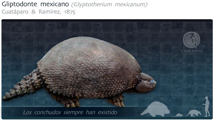 Estos son los animales endémicos de México que ya se extinguieron
