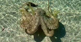 Pulpo ataca a bañista en la playa; le deja las huellas de los tentáculos