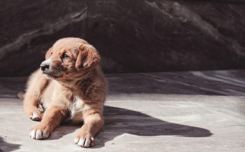 Sancionan a niño por colgar del cuello a su perro