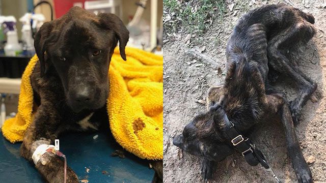 ¡Hasta los huesos! Mujer dejó de alimentar al perro de su exnovio como venganza [FOTOS]