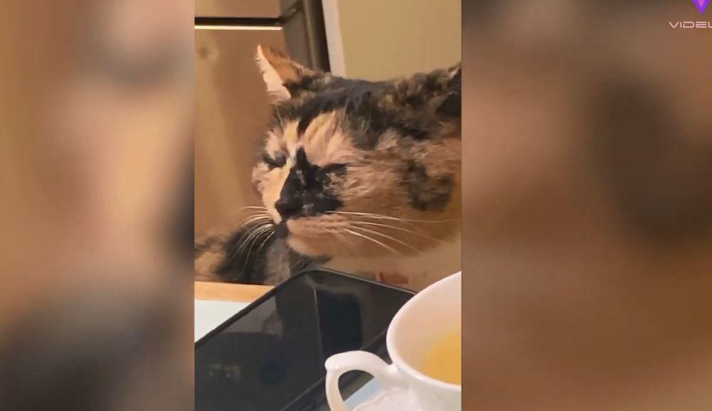 Captan a gatita llorando ‘desconsolada’; no podrás creer la razón de sus lágrimas