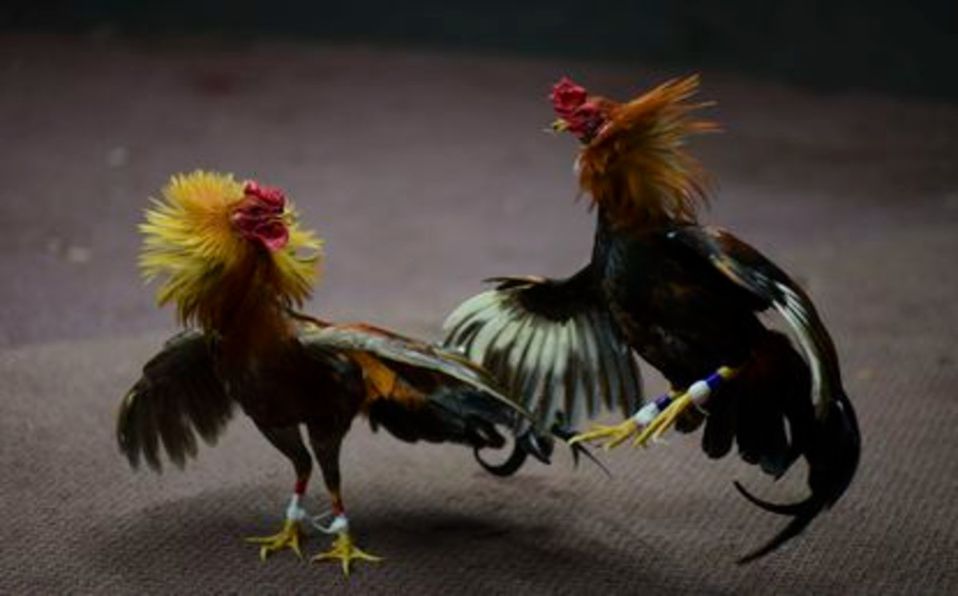 ¡De no creer! Gallo de pelea mata a policía