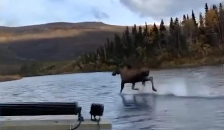 Captan a alce ‘corriendo’ sobre el agua